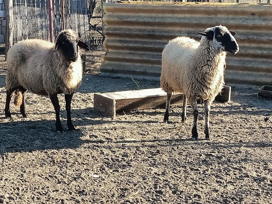 Vând 2 oi carabase tinere prețul este de 750 bucata