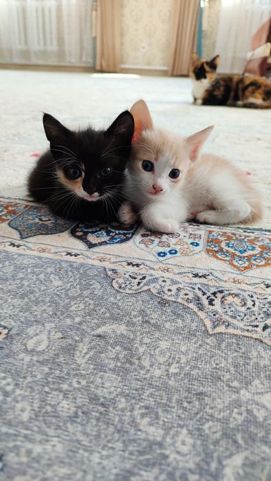 Продам котят в хорошие руки.
