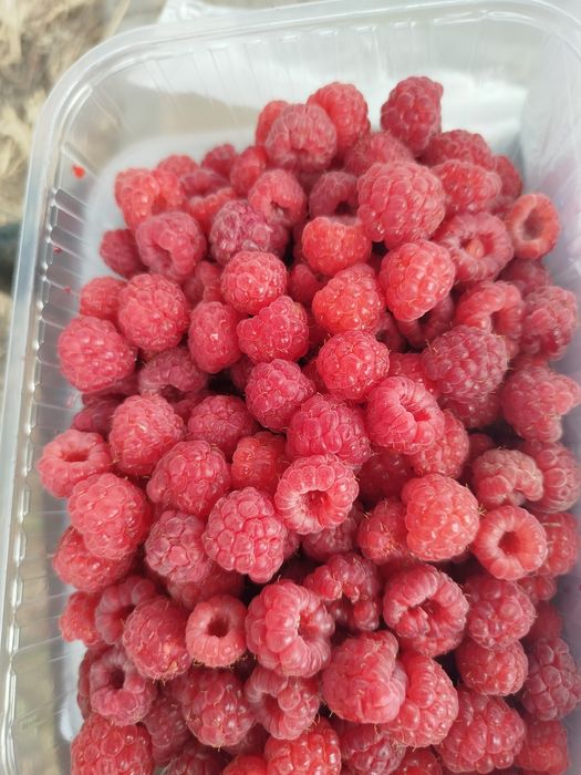Продам малину домашнюю