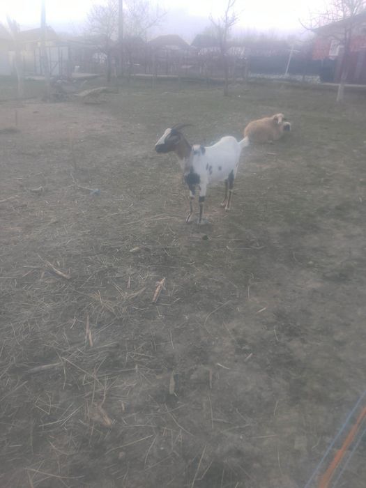 Vând capra prima fătare cu iada.