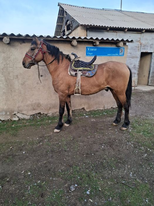 Жылкы сатылады Лошадь продам