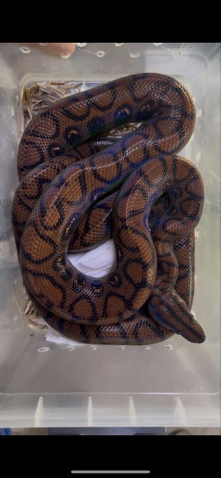 Бразильские радужные удавы пара