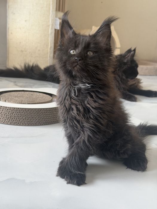 Мейн кун котенца / Мейн куун котенца / Maine coon kittens