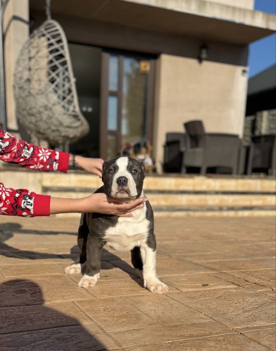 American bully disponibil