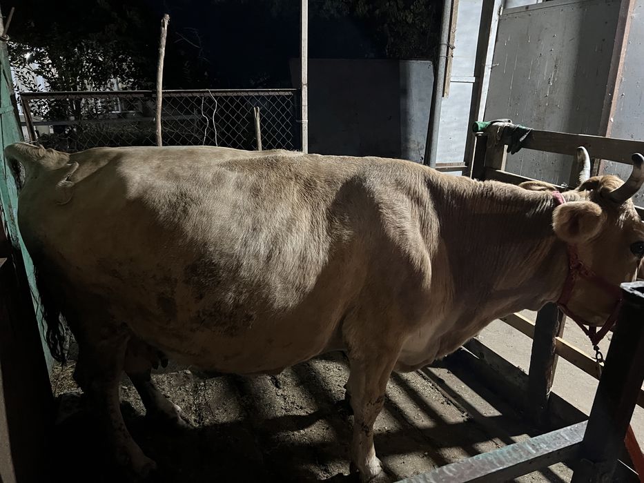 Продам дойную корову