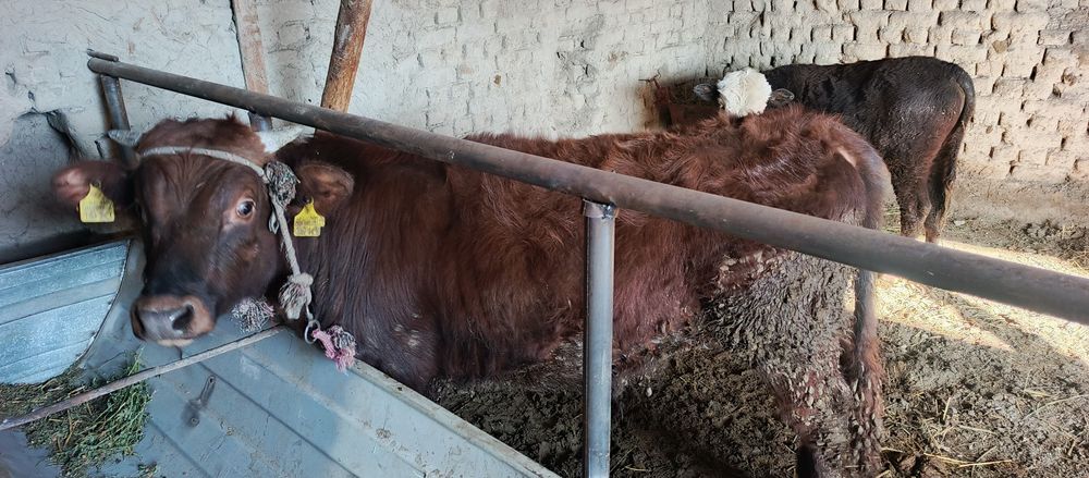 Букача сотилади, 1 ёш2 ойлик бозорга чикмаган