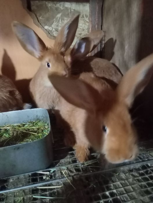 Продам Французский баран.