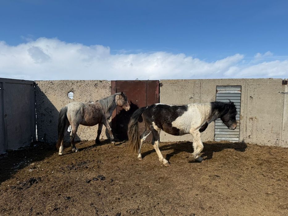 Айгыр ала . 5 лет .
