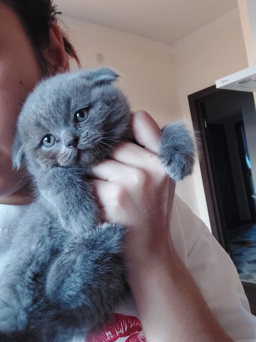Продаётся котёнок скоттиш фолд мальчик