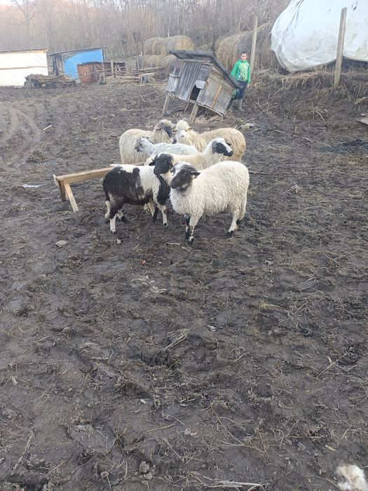 De vânzare 3 noatine breze și 3 oi