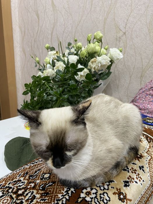 отдам Шейлу в добрые руки!