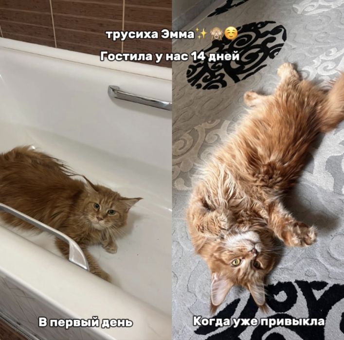 Индивидуальная передержка кошек, доступно