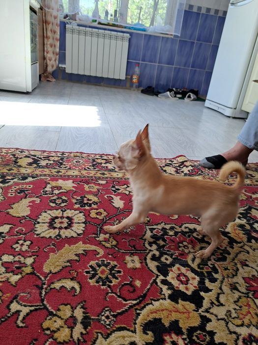 Вязка мини Чихуахуа