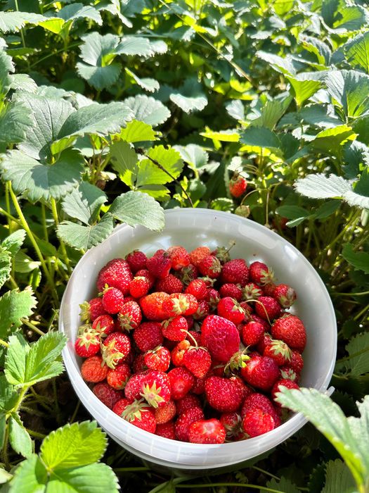 Продам дачу Восход в хорошем месте