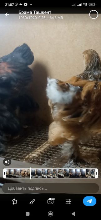 Продаются цыплята брама 40 дневные