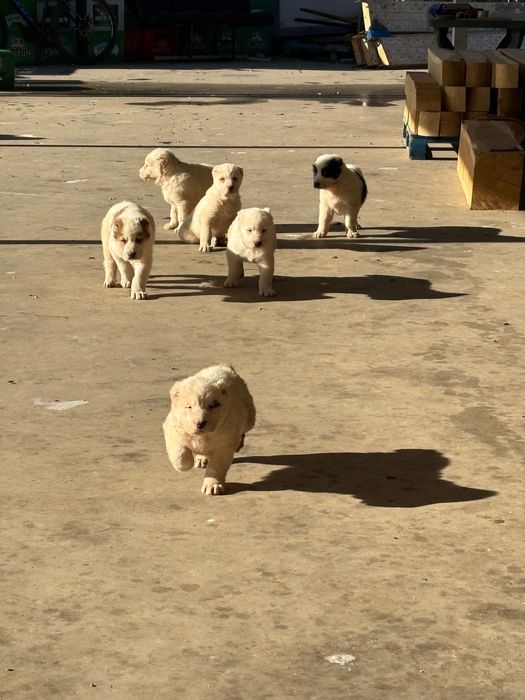 Кученца Алабай породисти с родословие