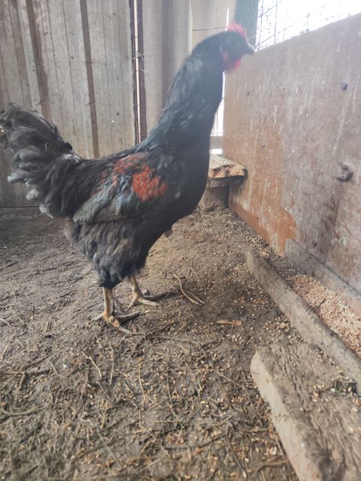 Маран петух черный