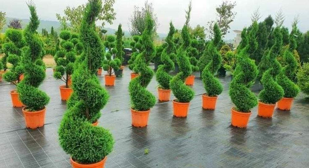 Catalpa ilex / buxus pon pom , spirale pin mugo, glob etc