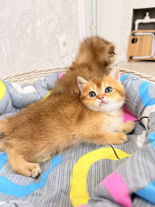 на продаже котята