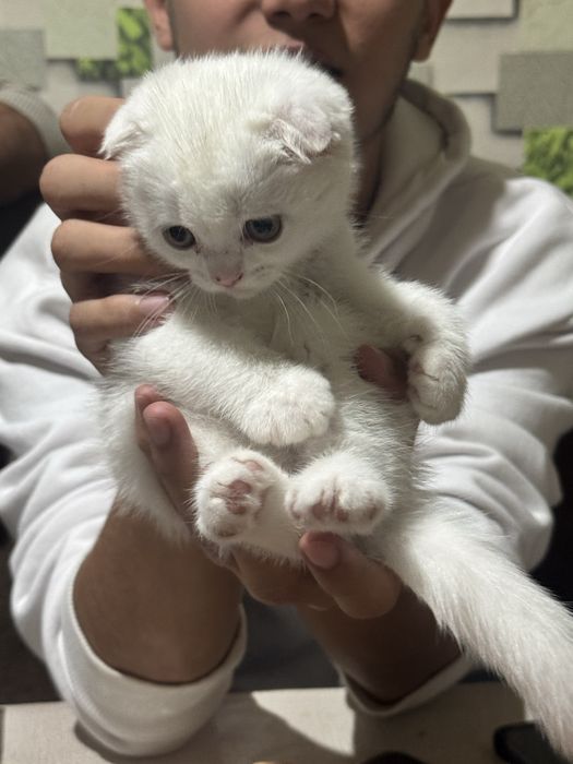 Продается кошка скочи фолд