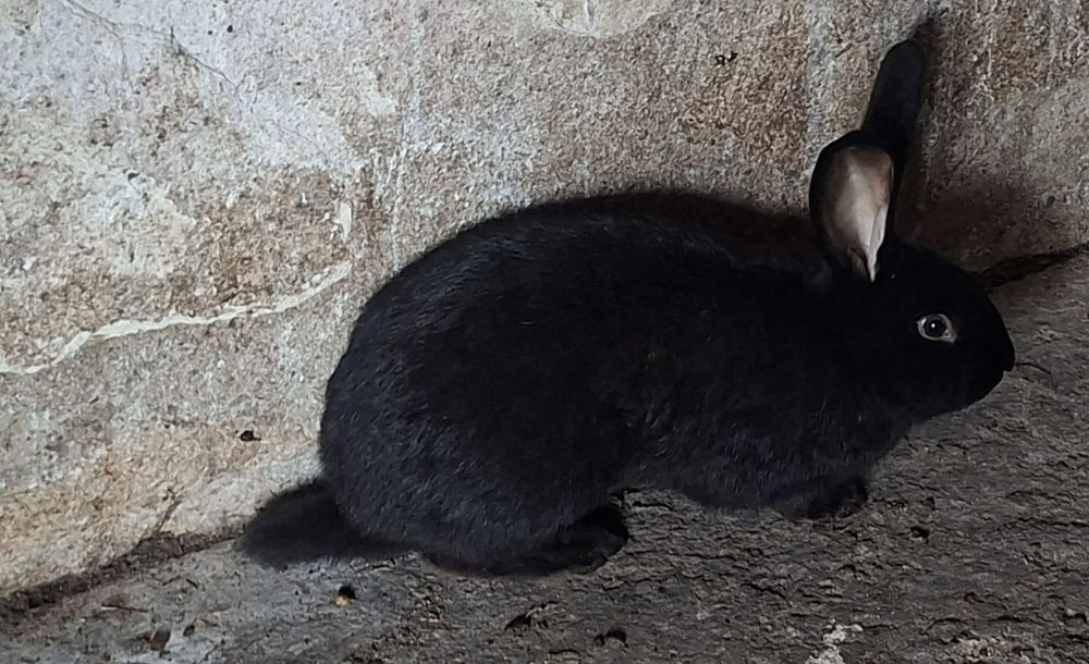 Vând un mascul rasa uriaș german
