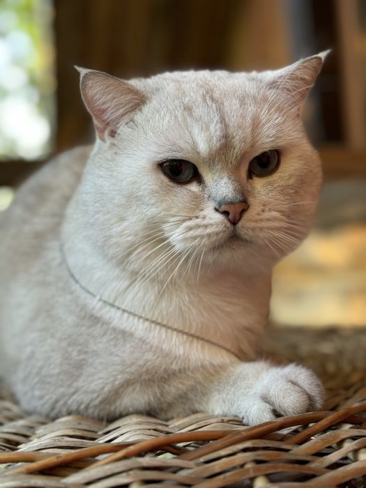 Вязка шиншилла пойнт