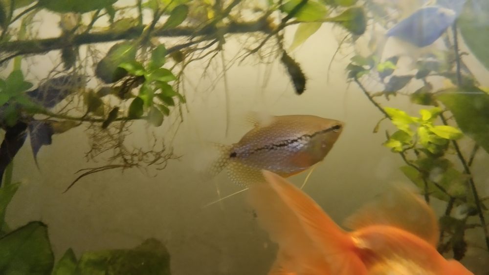 Продам аквариумные рыбки