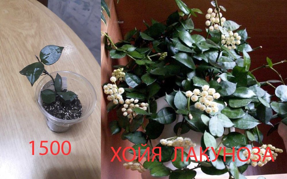 Комнатные   цветы