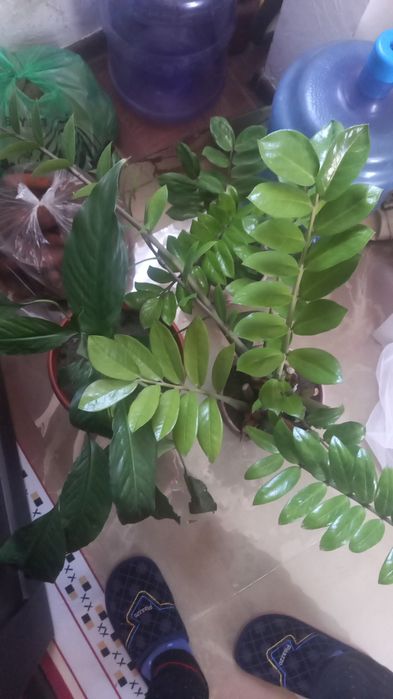 Комнатные цветы красивые