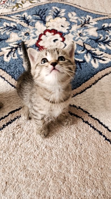 Scottish Straight classic tabby (SOTILADI)