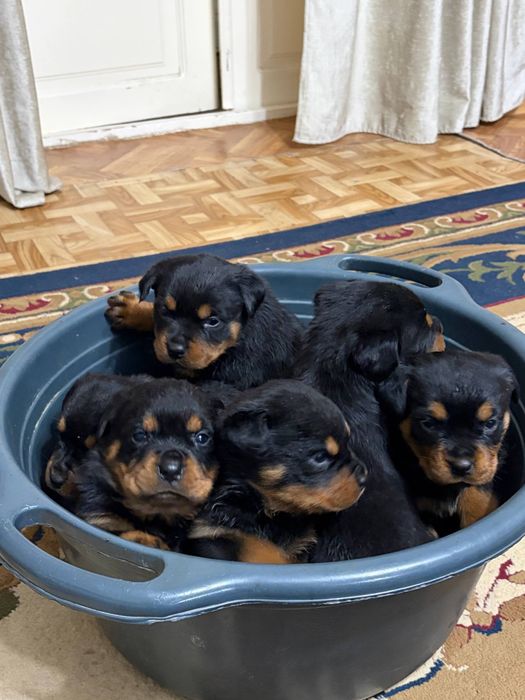 Продаётся щенки ротвейлера 2  месяца