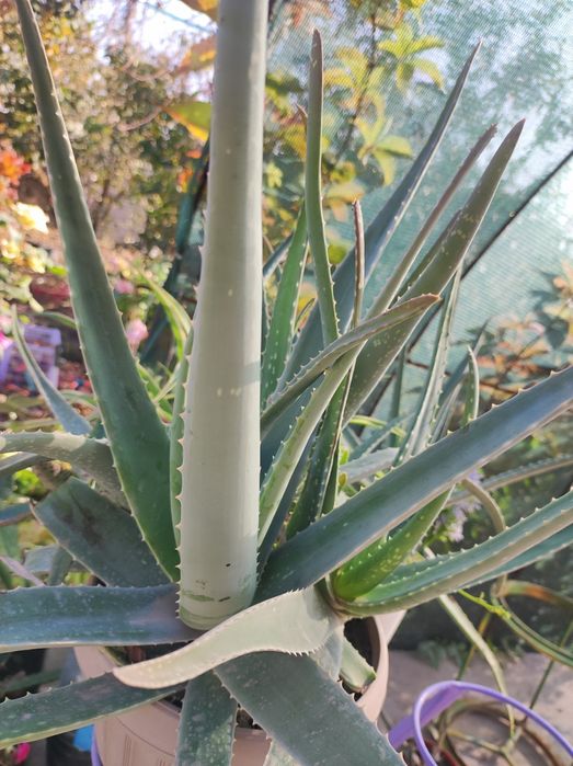 Домашние цветы ,каланхоэ,алоэ