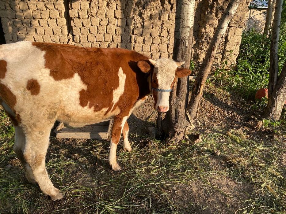 Симентал ғуножин 2 ящар сотилади буйи 132 см