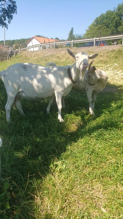 Animale de casa  disponibile