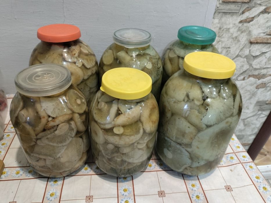 Продам грузди этого года