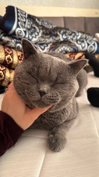 Mushuk Skotish fold britaniskiy sotiladi srochniy