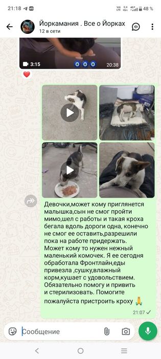 Отдам Щенка в хорошие руки