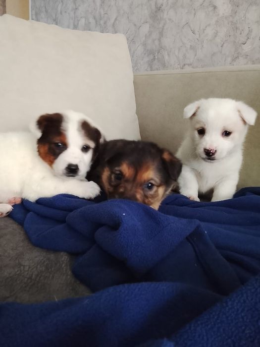 Щеночки ДворТерьЕры