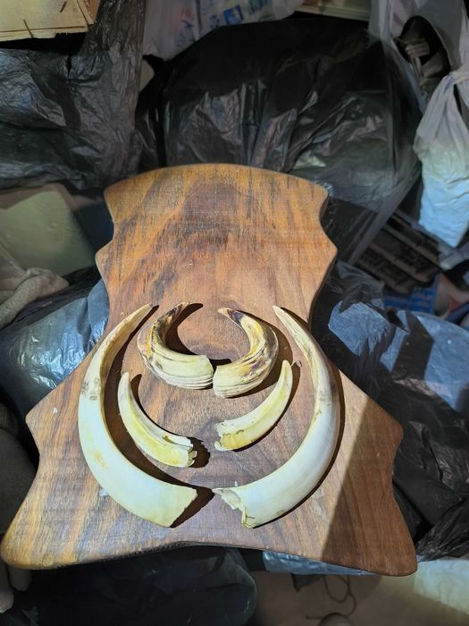 Trofeu știucă, trofeu colți mistreț și porthart original