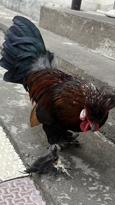 Yapon ho’roz sotiladi budilnik ertalab 5 dan bowlab uyg’otadi
