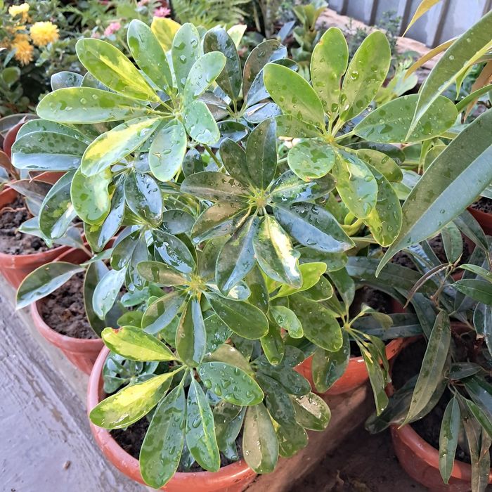 Цветы Мырзакент.