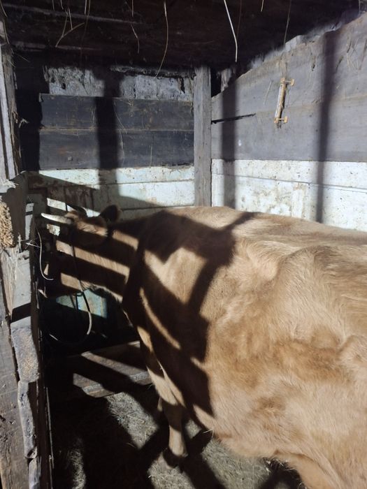 Продам кораву уп