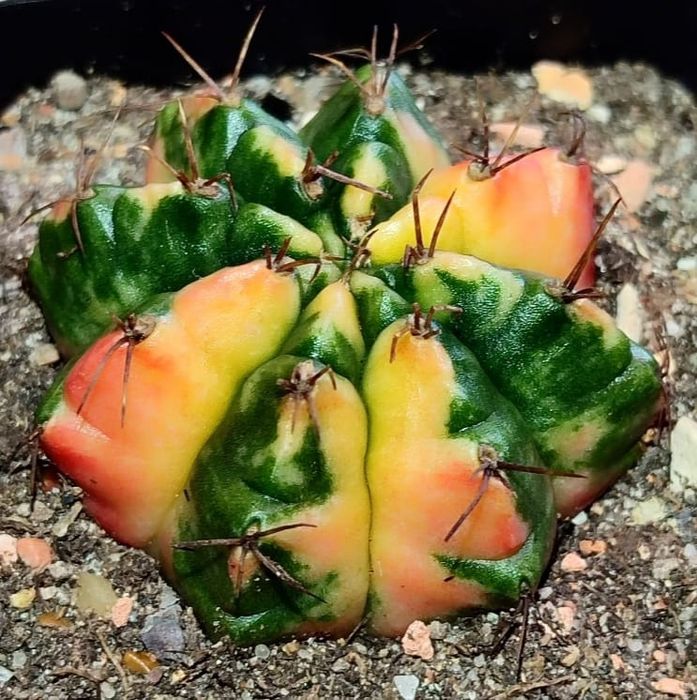 Вариегатные Кактусы