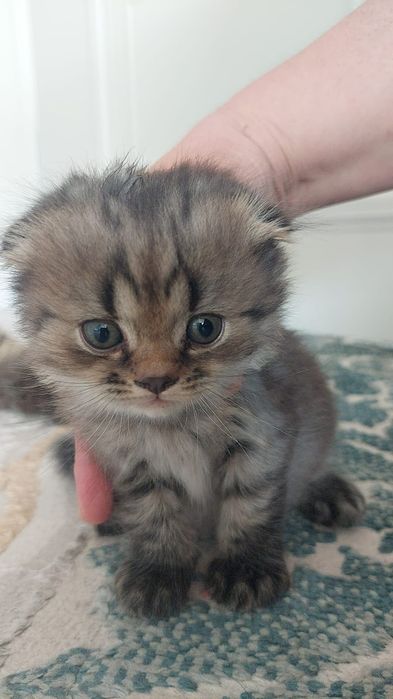 Котята вислоухие