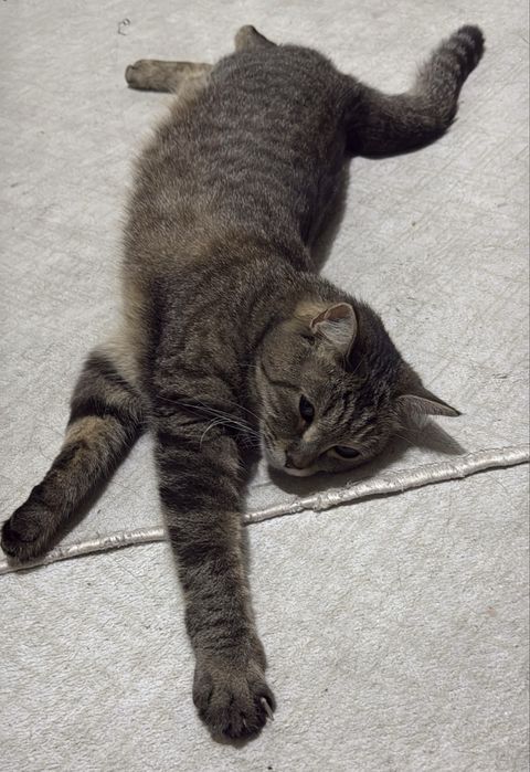 Кошку отдам в хорошие руки
