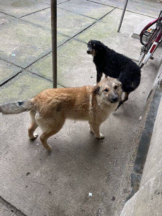 Donez 2 catei de 6luni talie medie