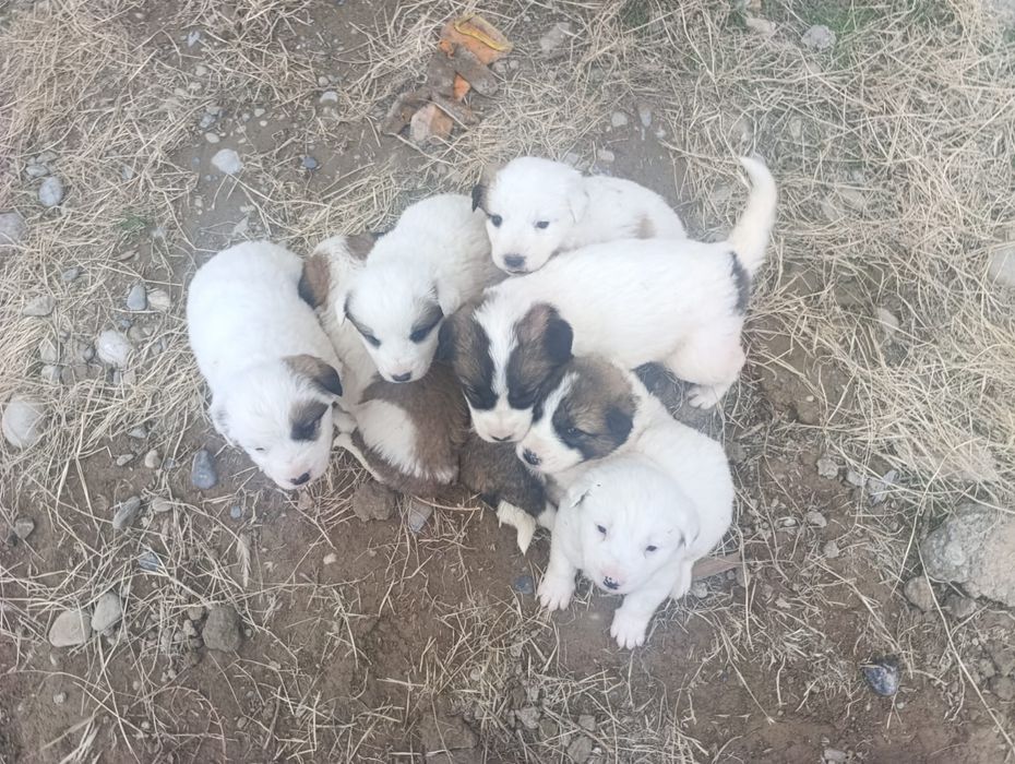 Жақсы күшіктер төбеттін