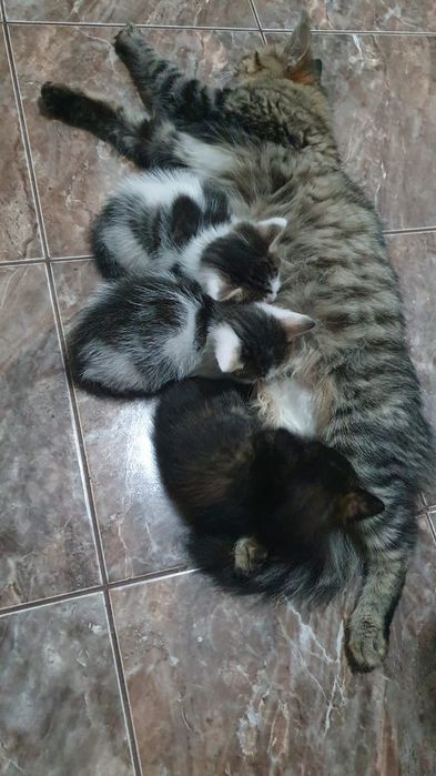 Отдам котят даром