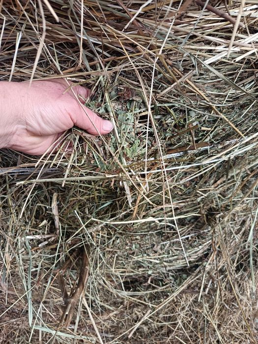 Продам сено луговое