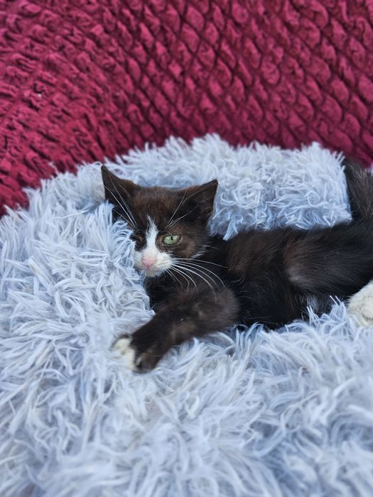 Котёнок мальчик.